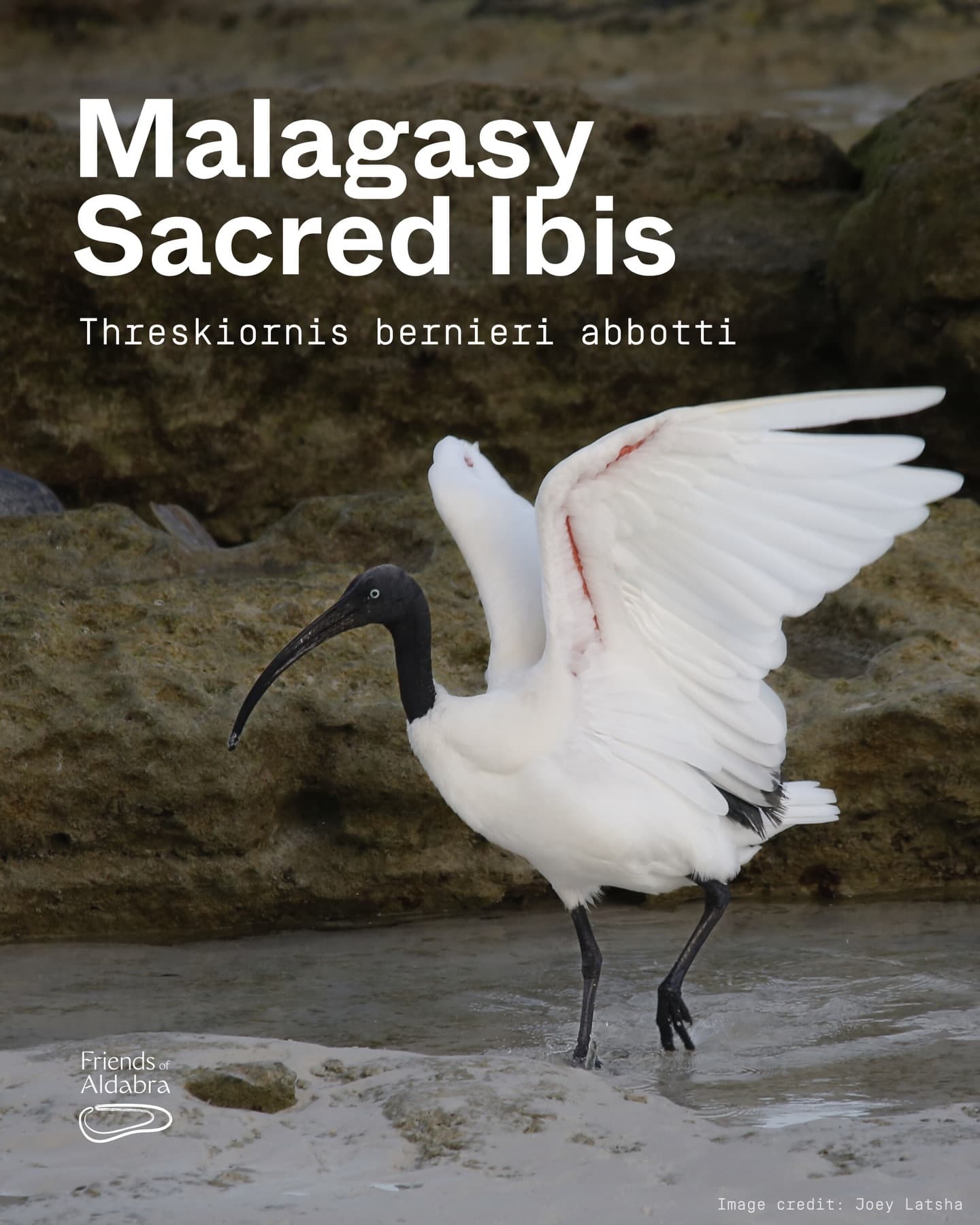 Meet the Malagasy sacred ibis! (1/4)