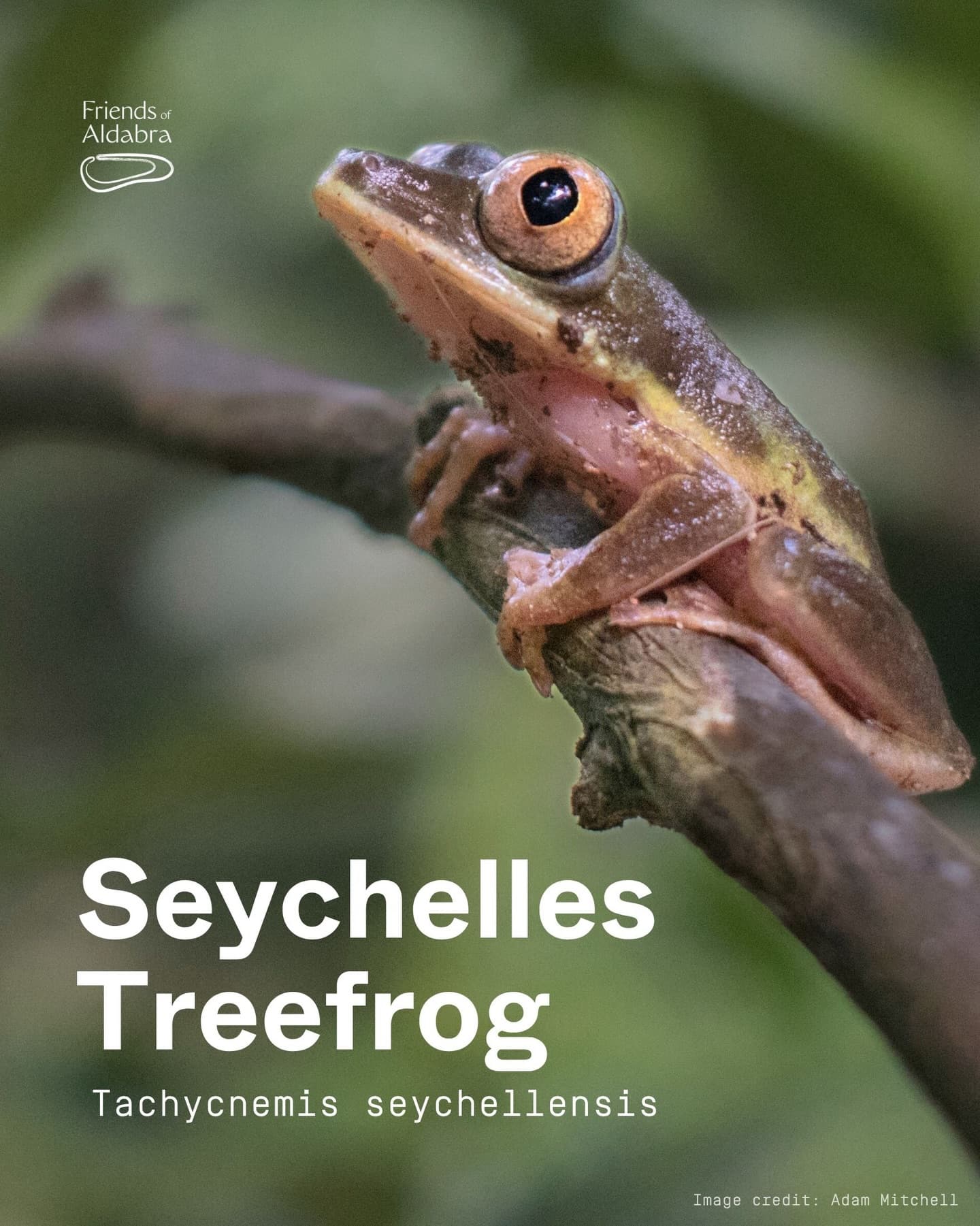 Happy World Frog Day! (1/5)