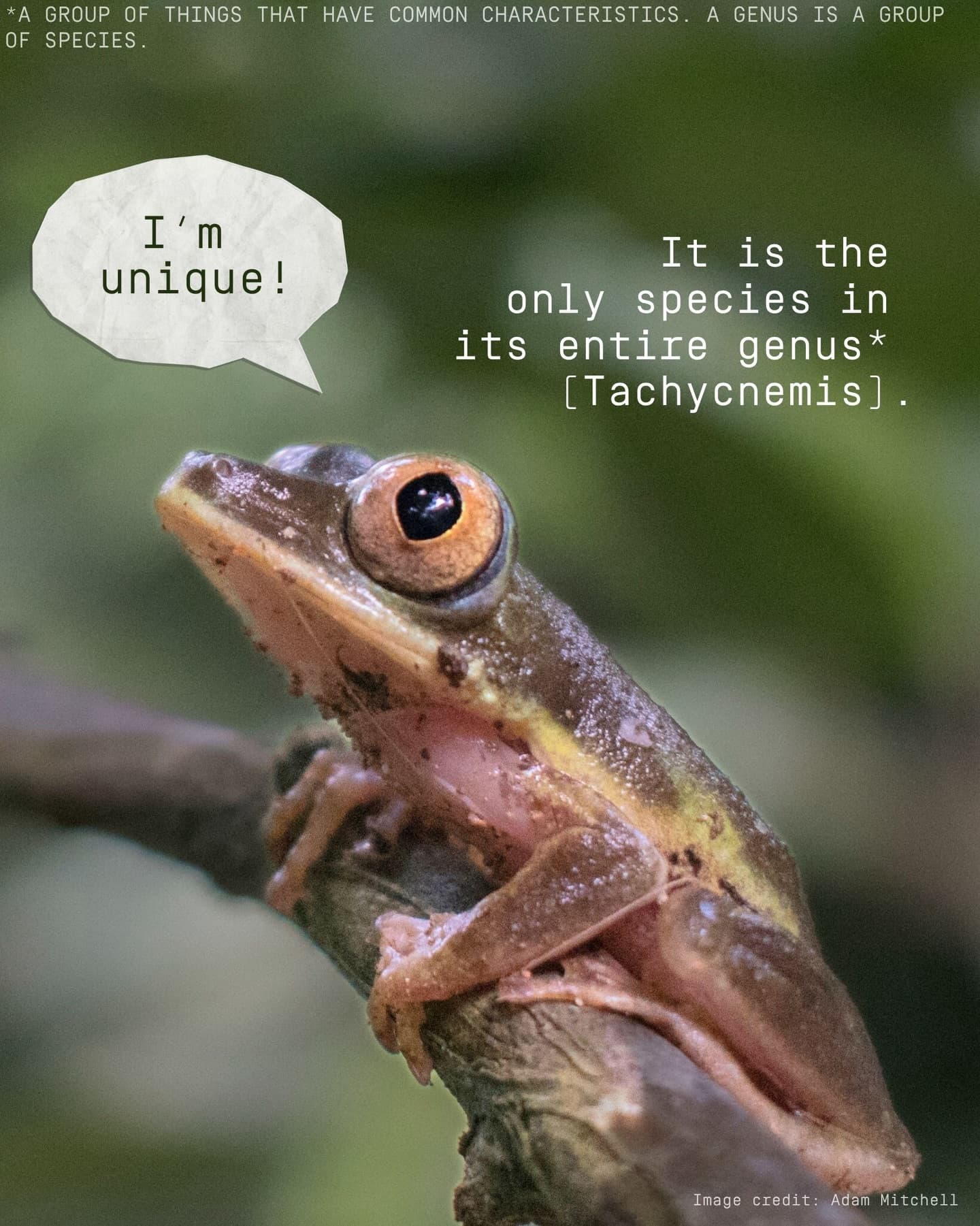 Happy World Frog Day! (3/5)