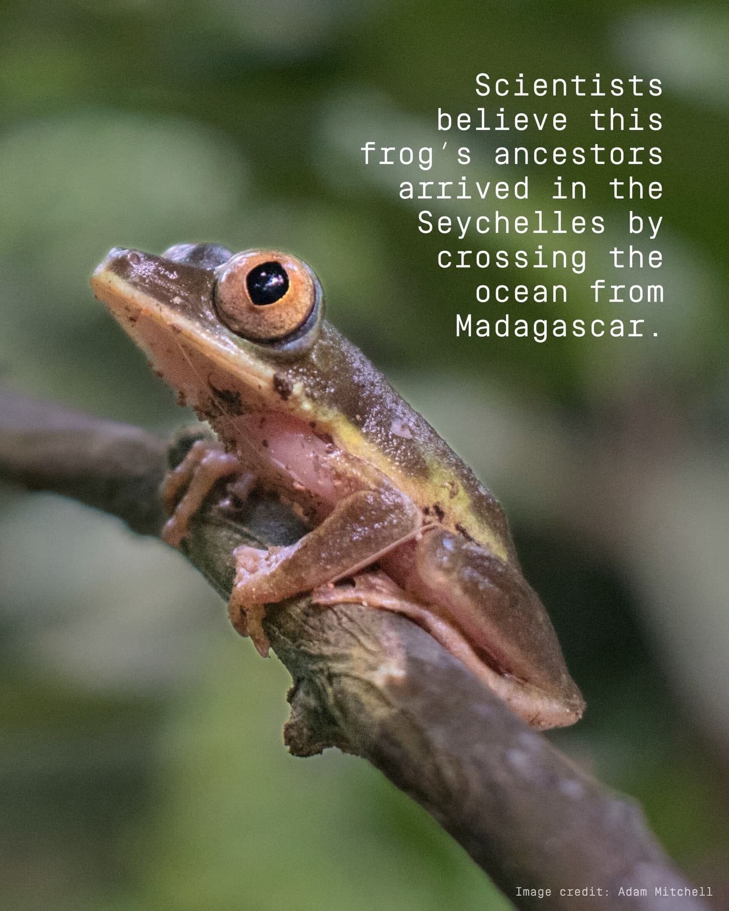 Happy World Frog Day! (4/5)