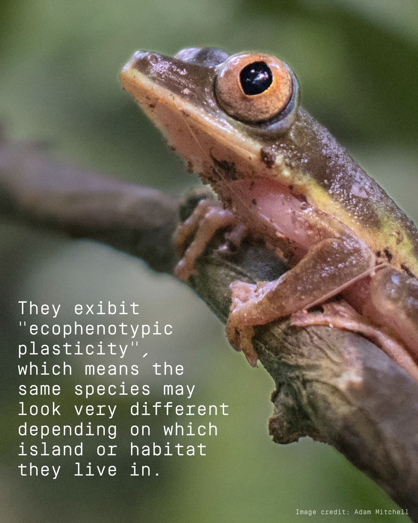 Happy World Frog Day! (5/5)