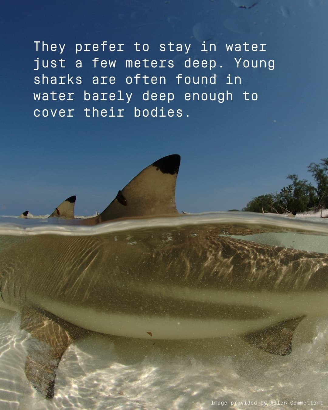 Meet the Blacktip reef shark! (3/4)