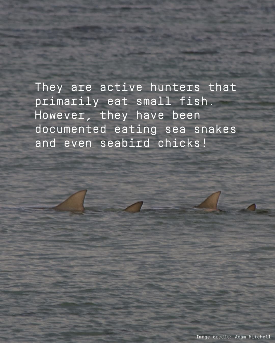 Meet the Blacktip reef shark! (4/4)