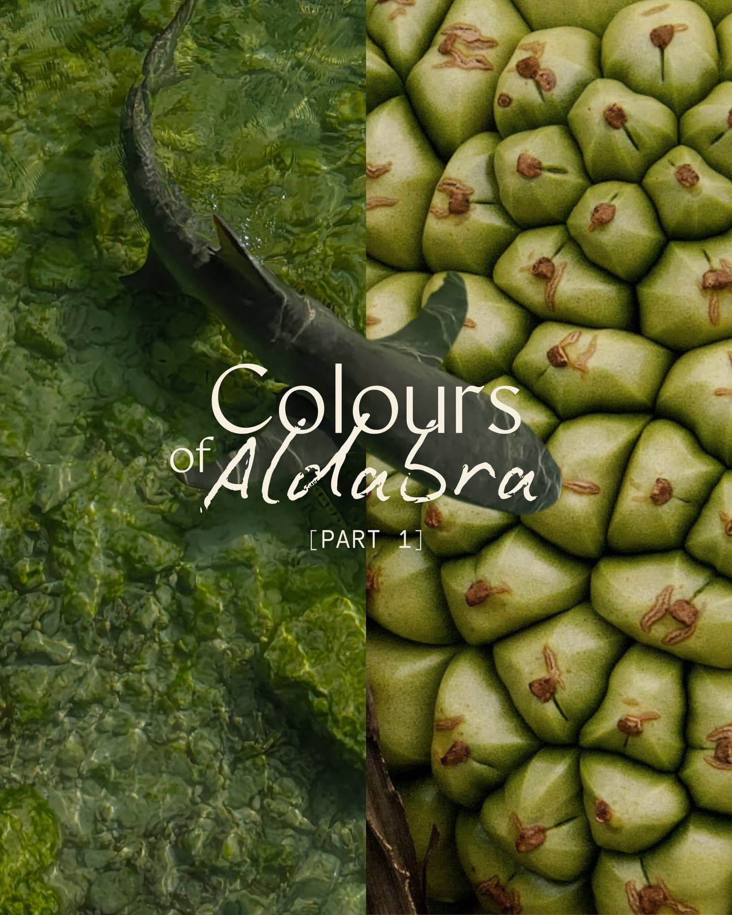 POV: you just discovered the most biodiverse place on earth. (1/6)