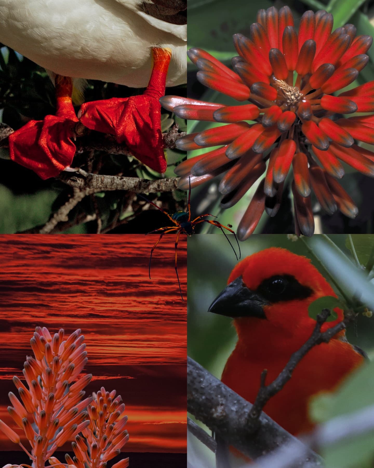 POV: you just discovered the most biodiverse place on earth. (2/6)