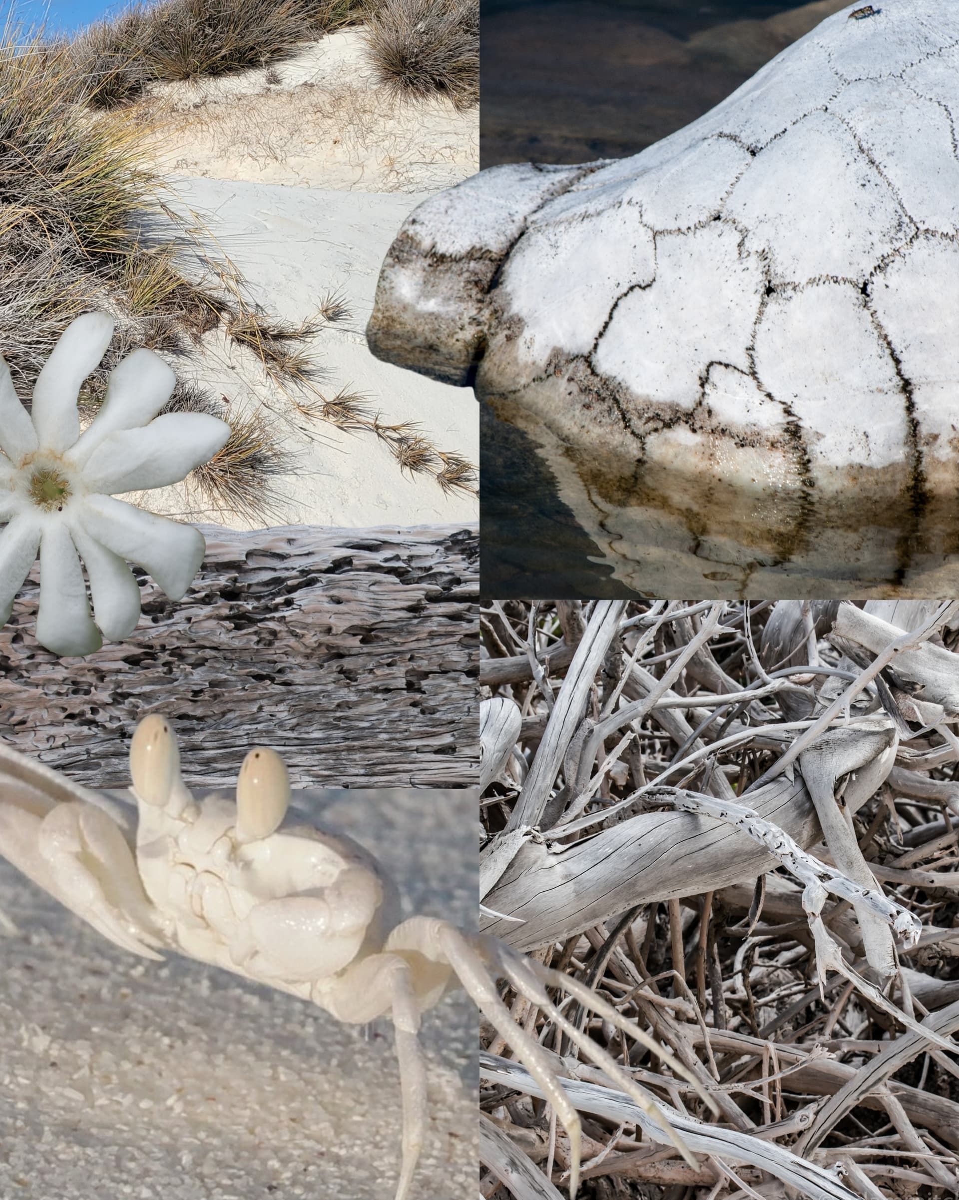 The aesthetic you didn’t know you needed Before moodboards, there was nature. (6/6)