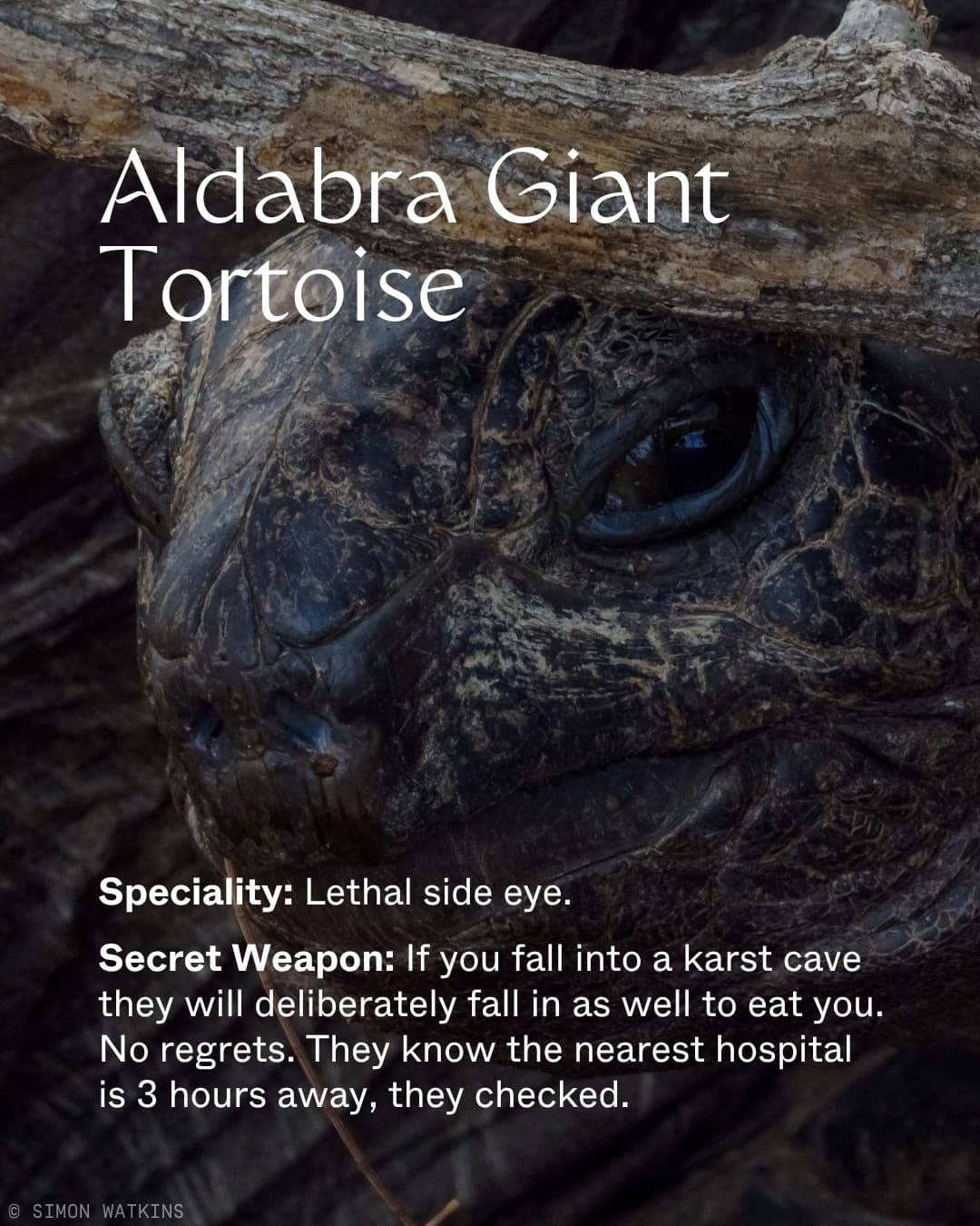 Assomption Island and Aldabra Atoll are home to some of the most extraordinary… (2/9)