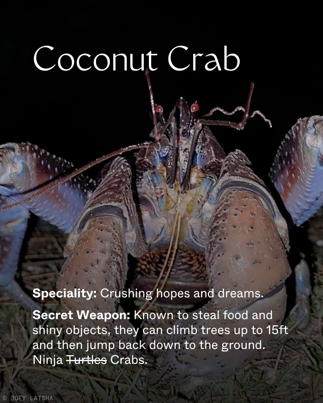 Assomption Island and Aldabra Atoll are home to some of the most extraordinary… (4/9)