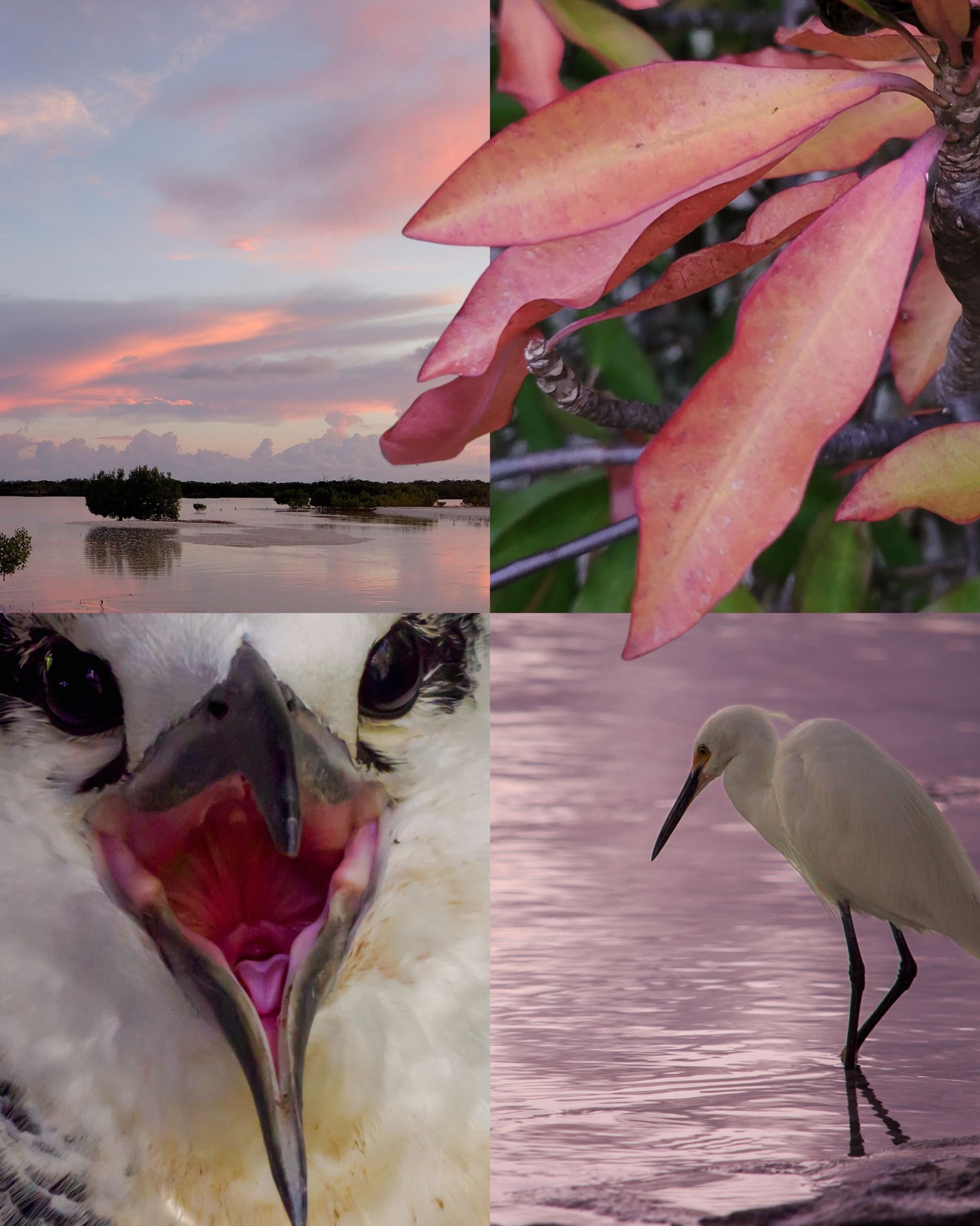 POV: nature has better taste than all of us Aldabra is one of the last truly wild… (3/6)