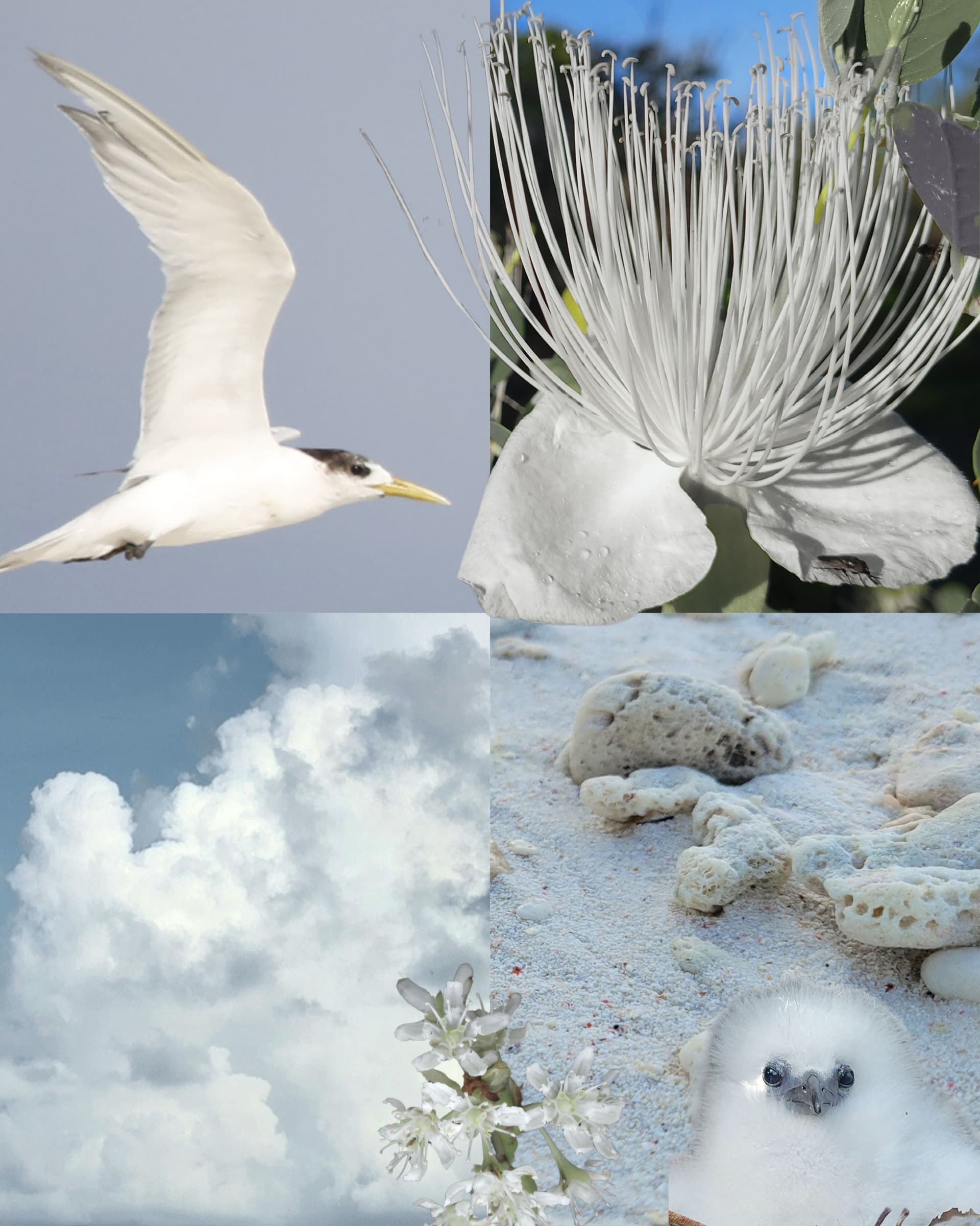 POV: nature has better taste than all of us Aldabra is one of the last truly wild… (4/6)