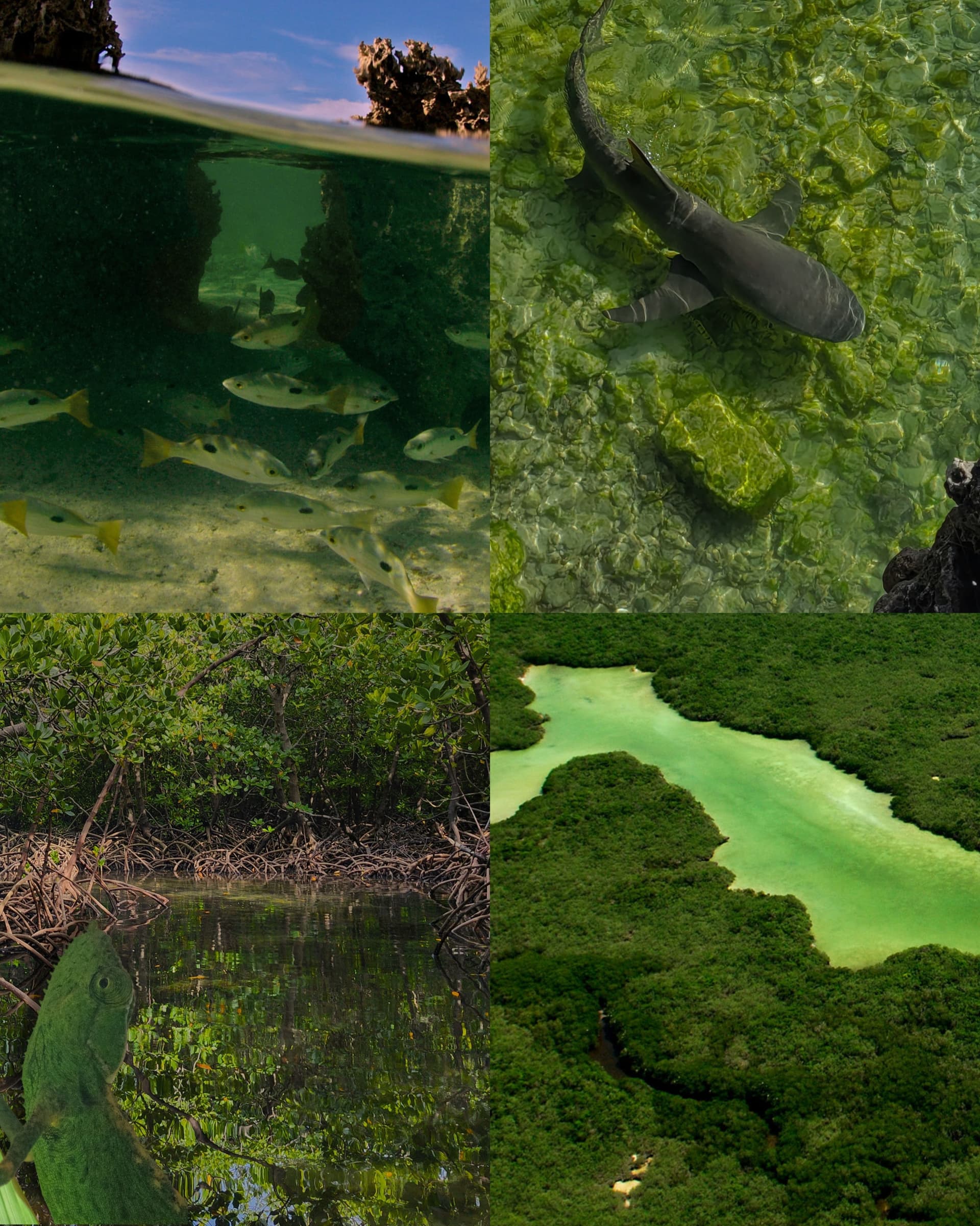 POV: nature has better taste than all of us Aldabra is one of the last truly wild… (5/6)
