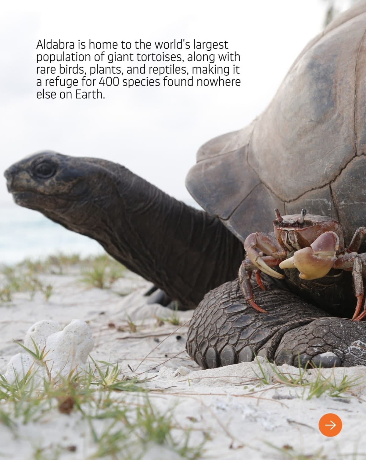 Far off in the Southwest Indian Ocean is the famed Aldabra Atoll, a UNESCO World… (2/6)