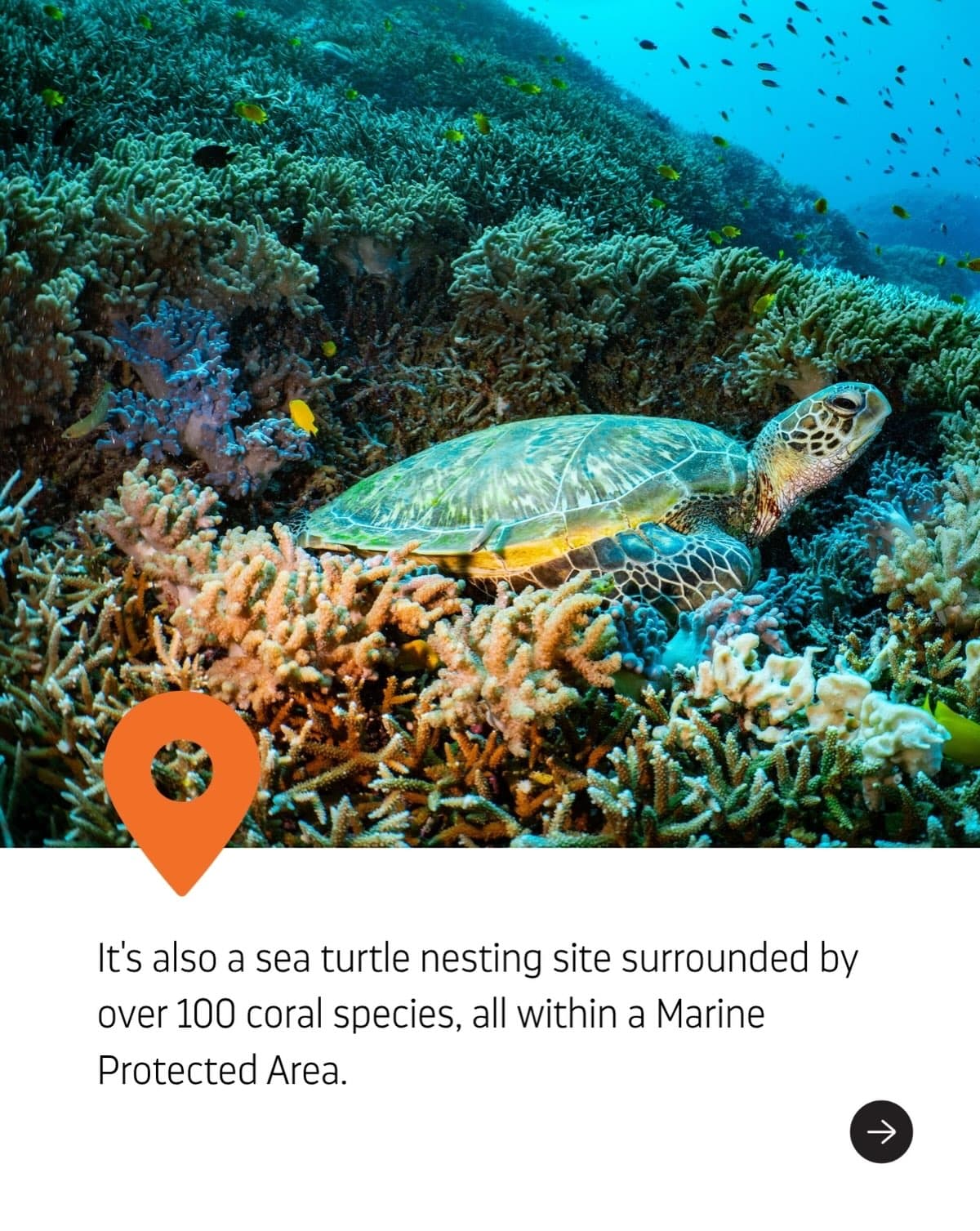 Far off in the Southwest Indian Ocean is the famed Aldabra Atoll, a UNESCO World… (3/6)
