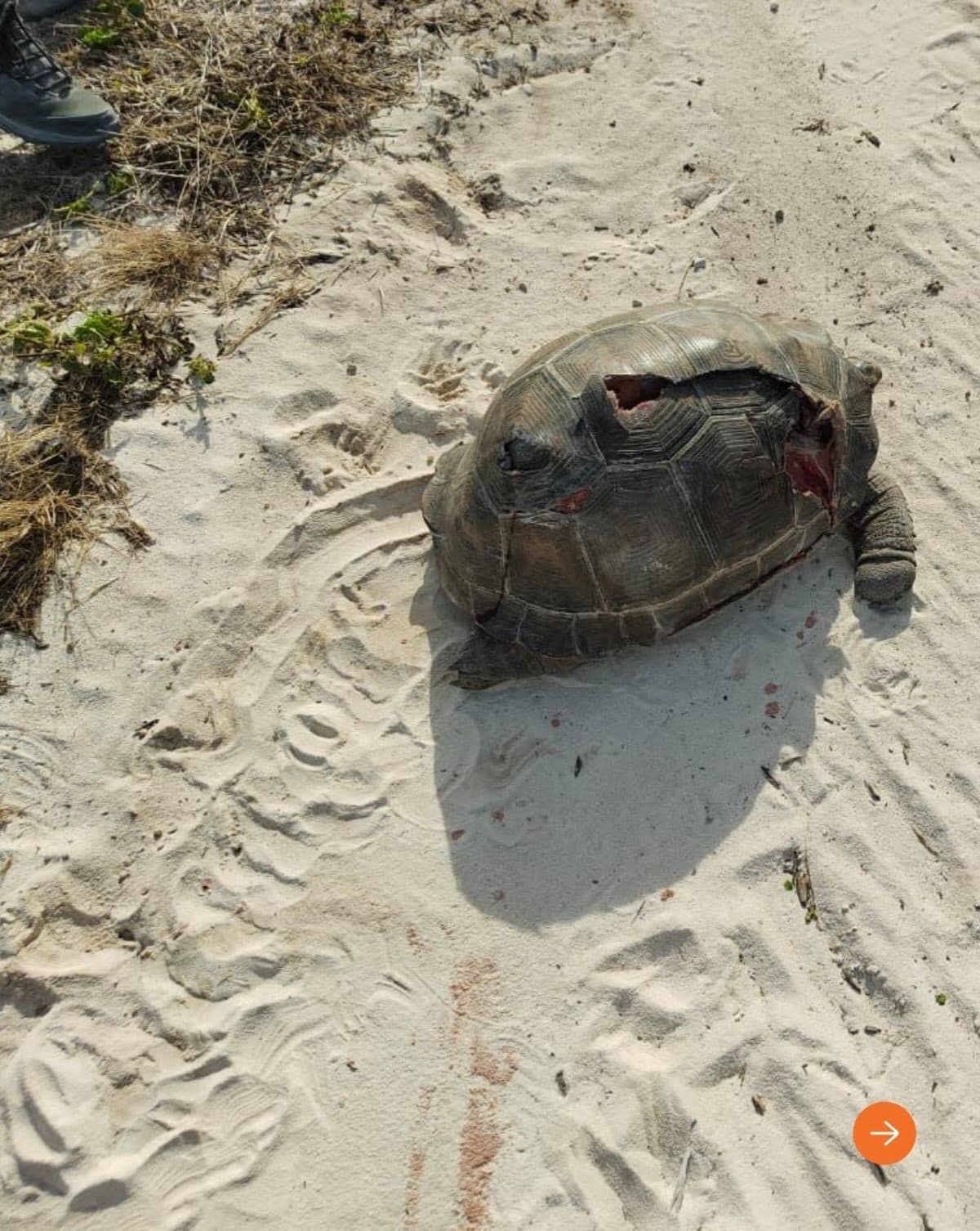 Far off in the Southwest Indian Ocean is the famed Aldabra Atoll, a UNESCO World… (5/6)