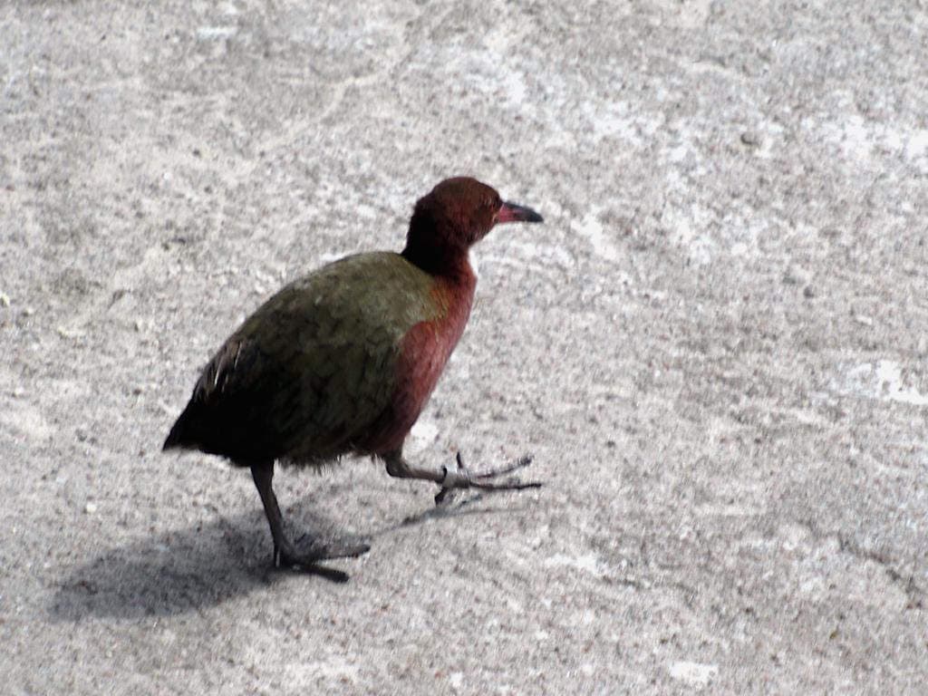 Eighteen Flightless Rails Are Carried Back to Picard