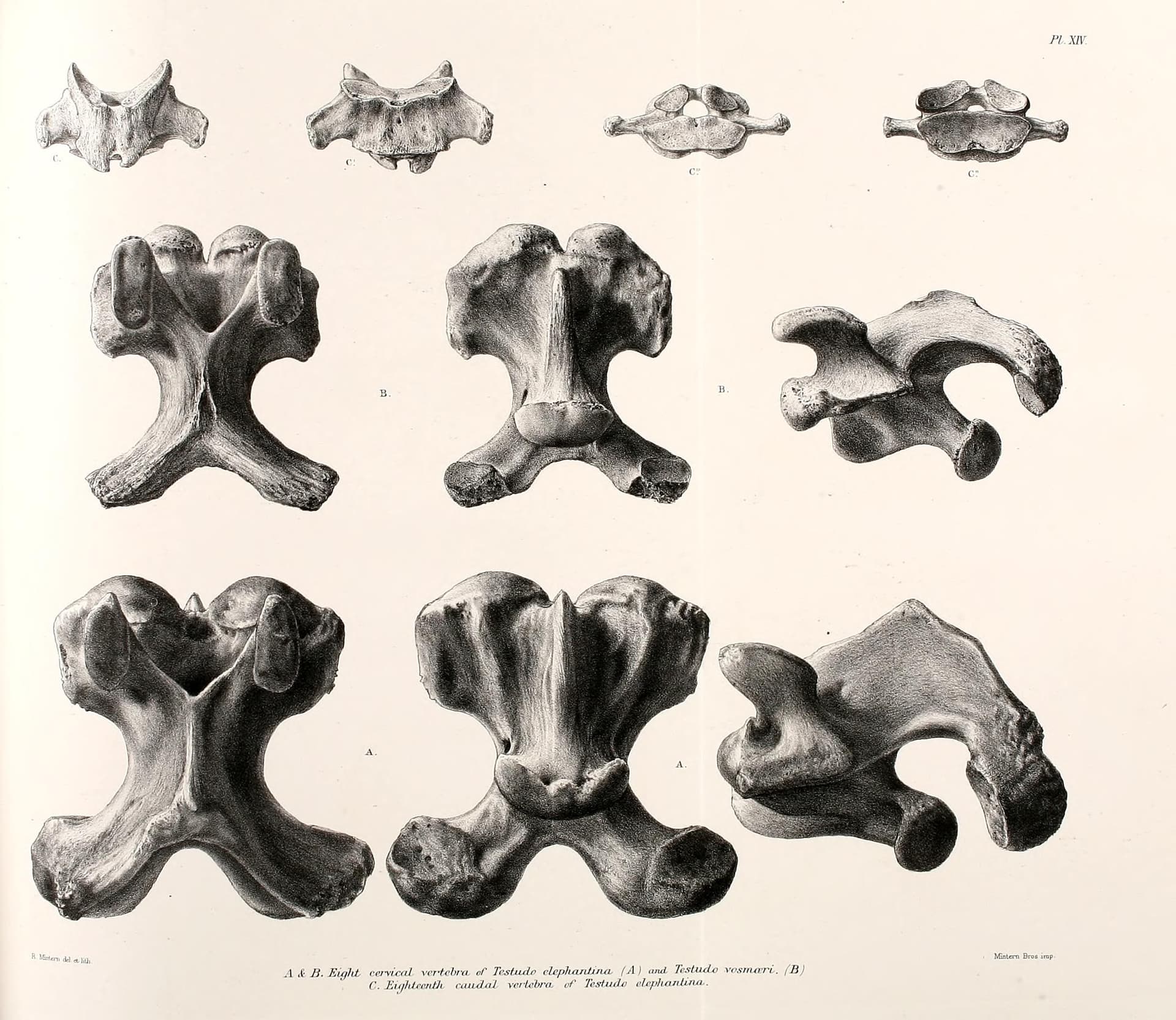 Two Ships Take Twelve Hundred Tortoises