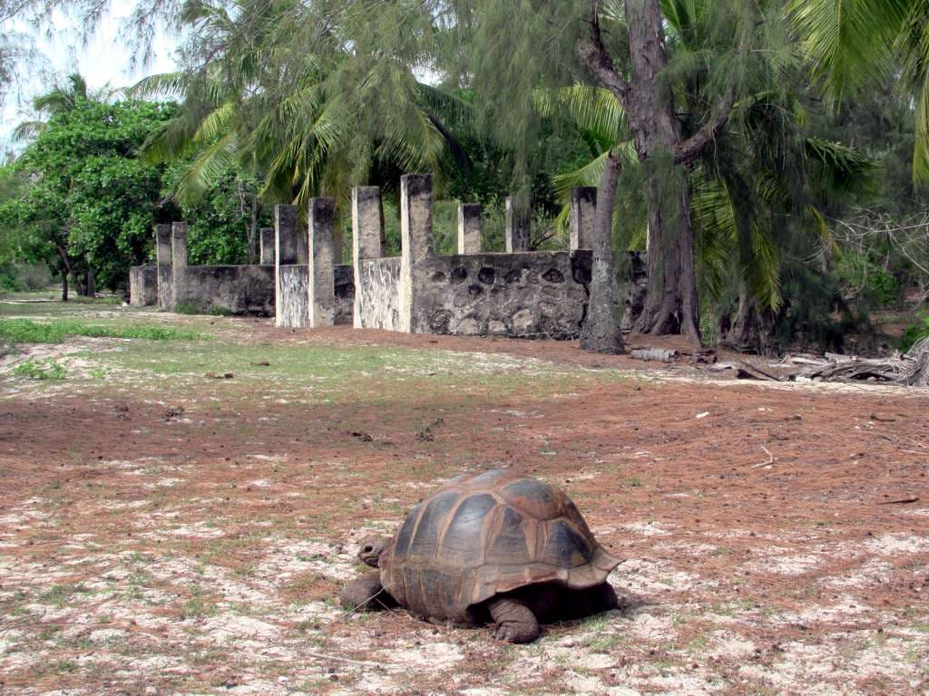 Friends of Aldabra Starts Posting