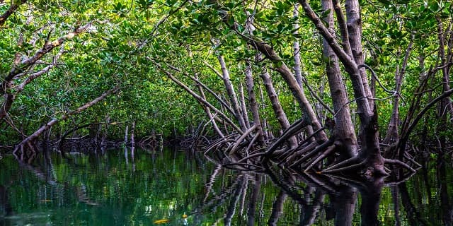 Aldabra Becomes a Ramsar Wetland