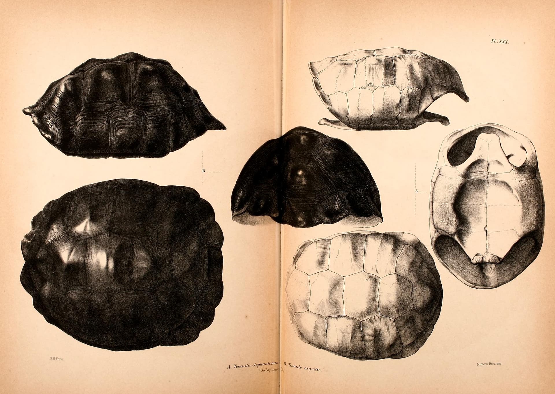 Schweigger Names the Giant Tortoise