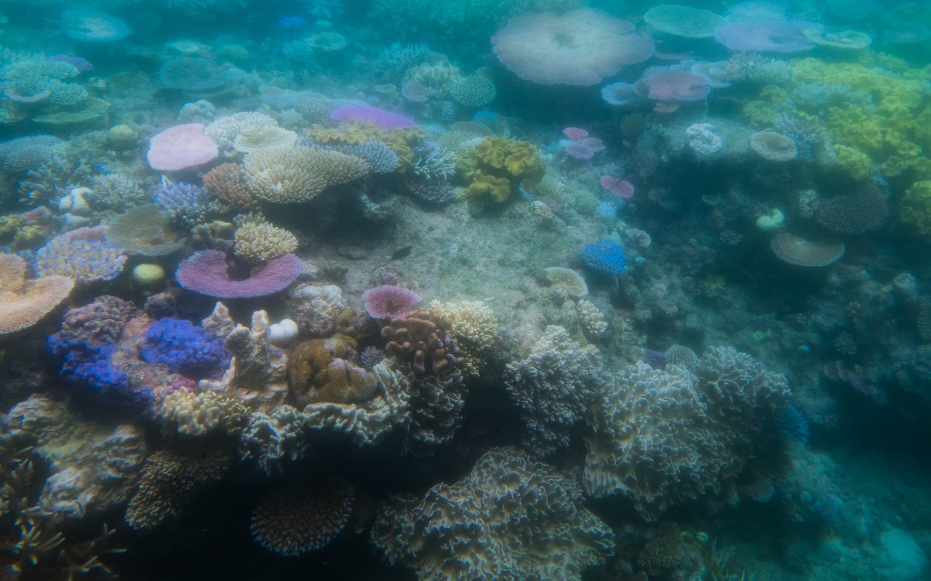 The 2016 Bleaching Strips Half the Reef Again
