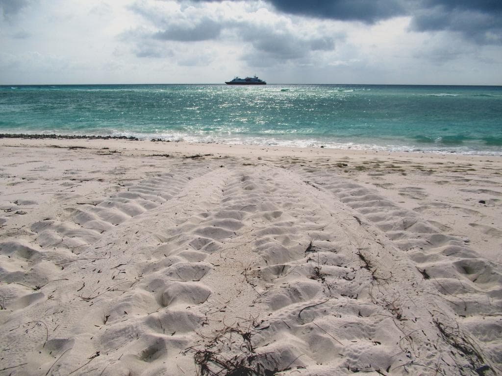 Forty Years of Data Show the Green Turtles Coming Back