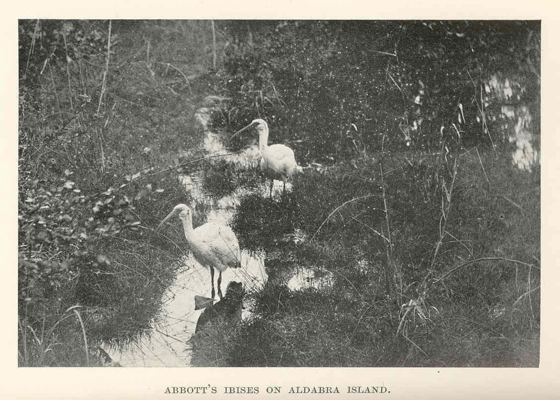 The Percy Sladen Trust Expedition Reaches Aldabra