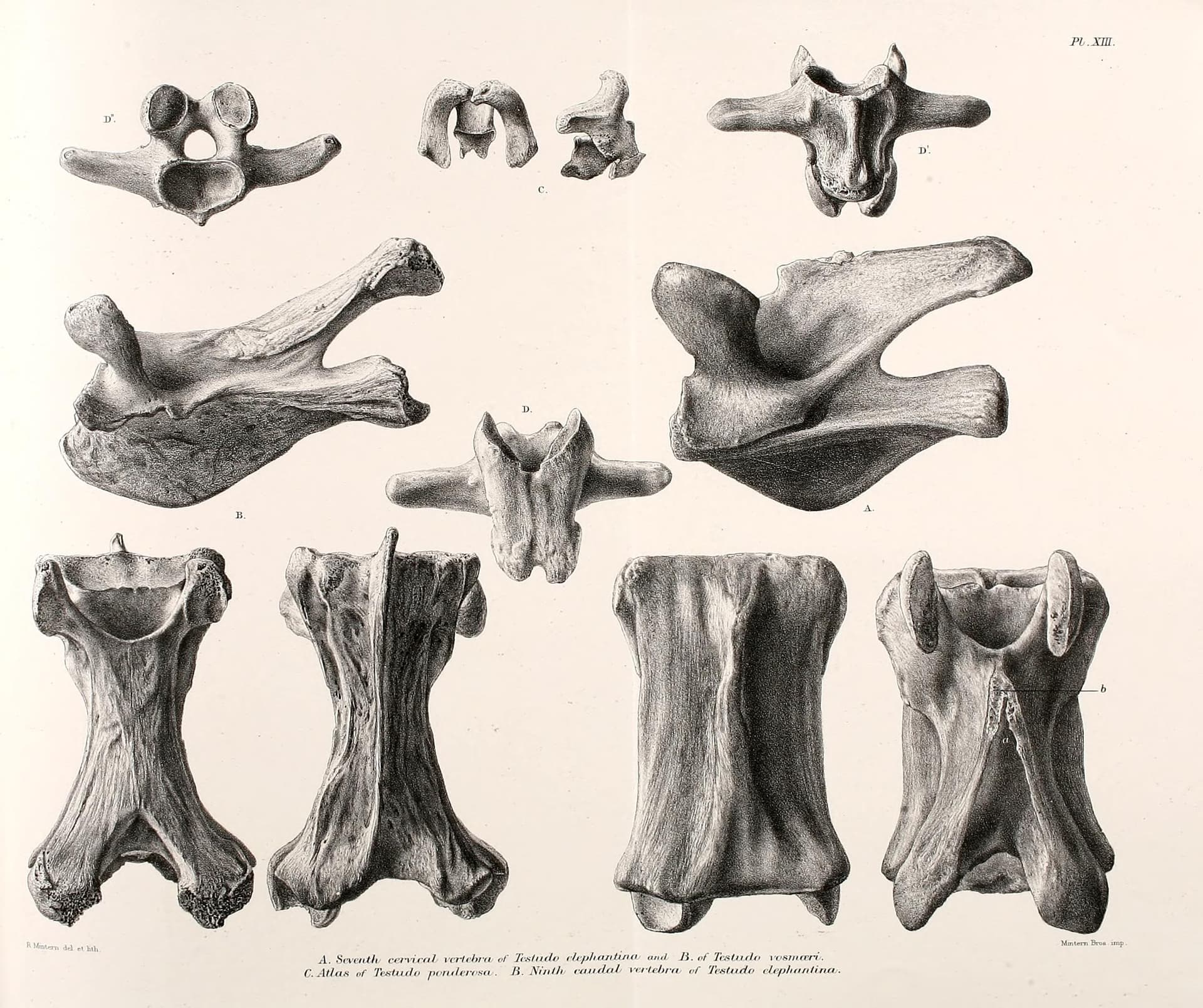 Günther Publishes on the Mascarene Giants