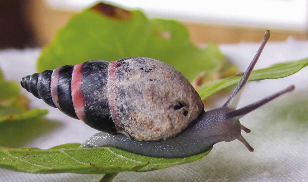 The Extinct Snail Is Found Alive on Malabar