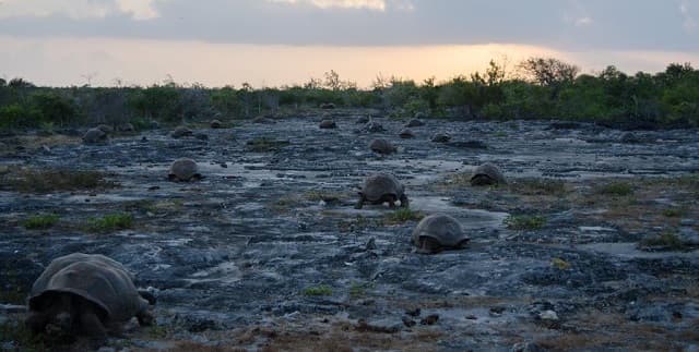 A Hundred Thousand Tortoises and a Contested Neighbour