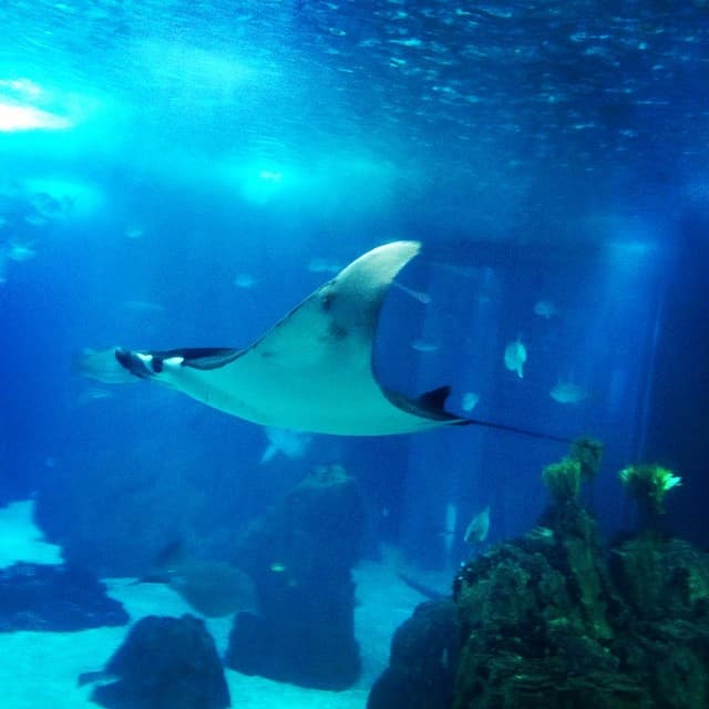 Swimming in the ocean?