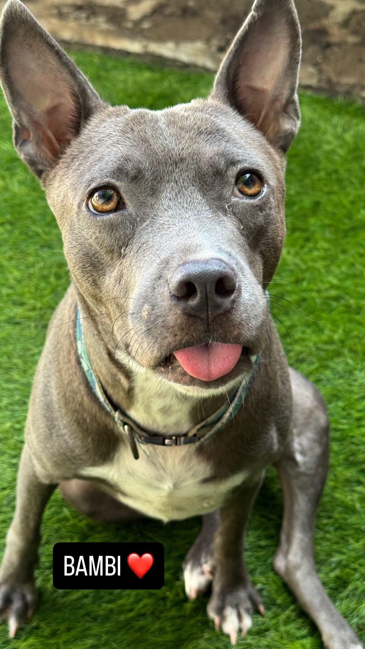 Bambi — From the saddest to the happiest girl