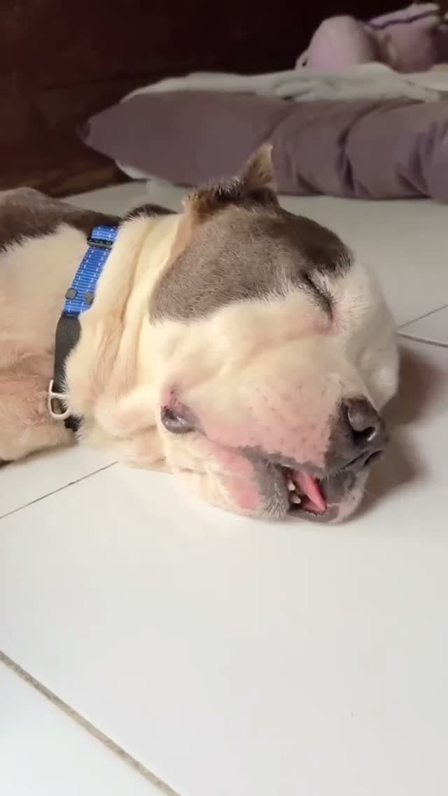 Blue — The cutest lil potato