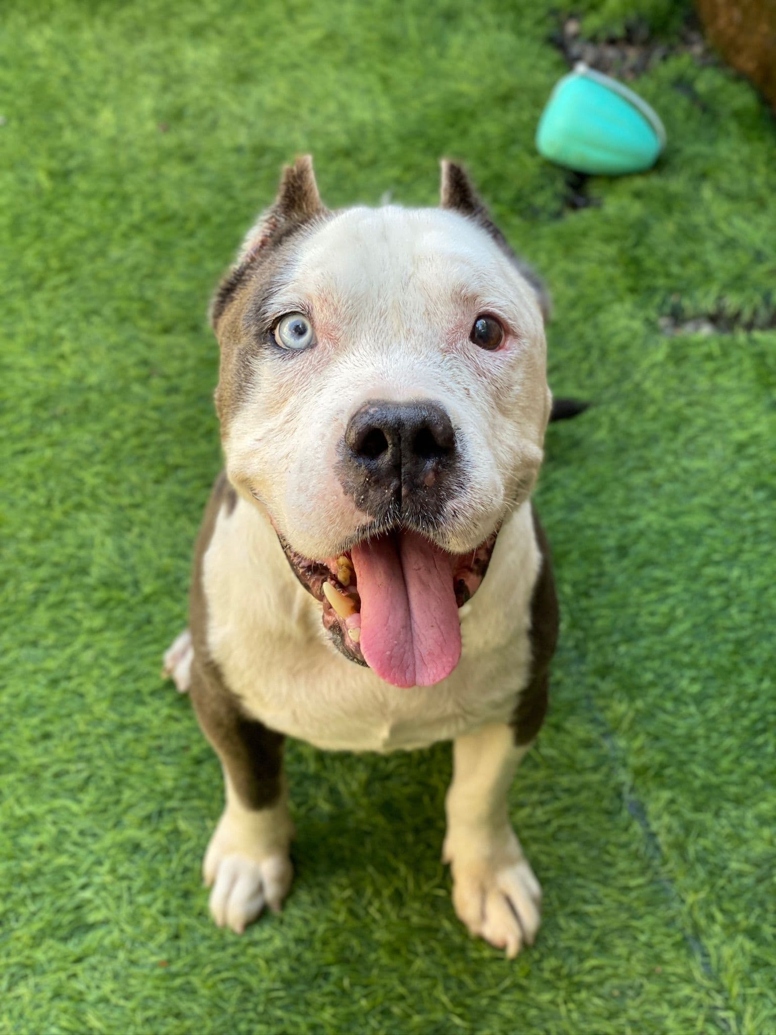 Blue — From neglected to cherished