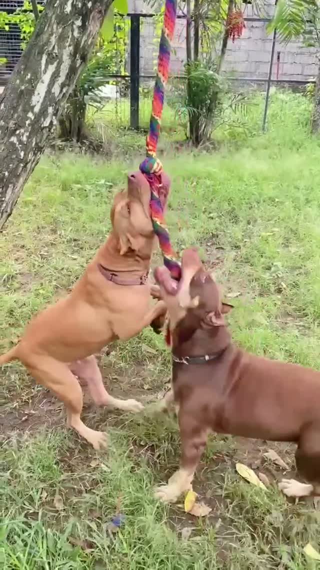 Chance & Pearl — a match made in heaven