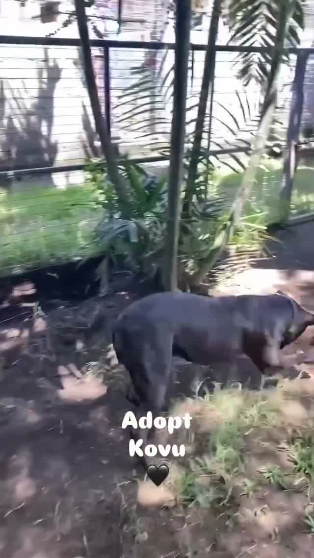Kovu — The boy who never stops smiling