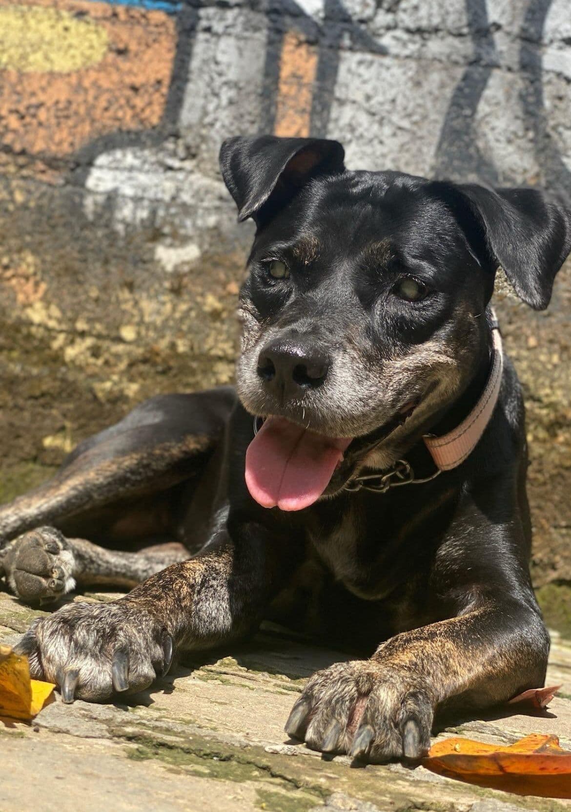 Leah — From a 30 cm chain to freedom