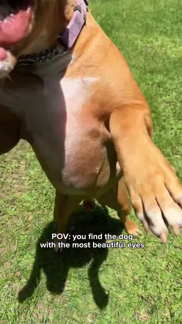 Neo — A Big, affectionate and playful Sweetheart