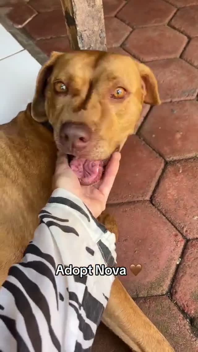 Nova — a very special soul