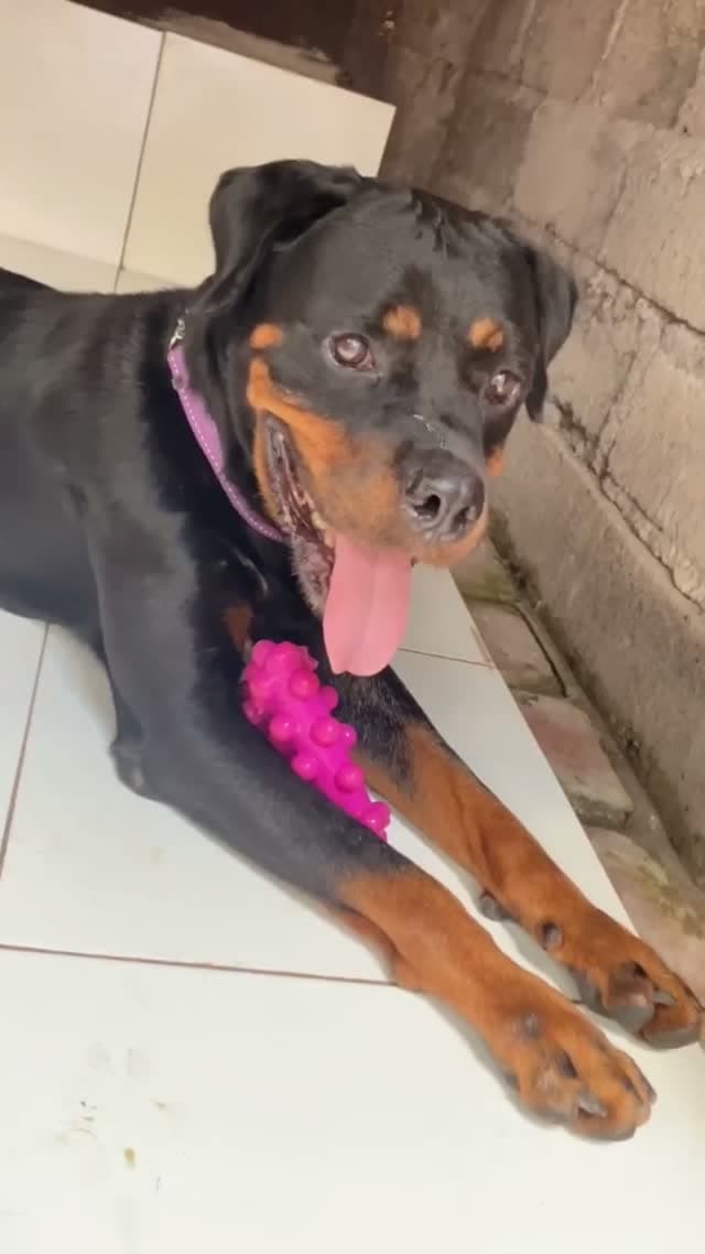 Raven — From hopeless to happiness