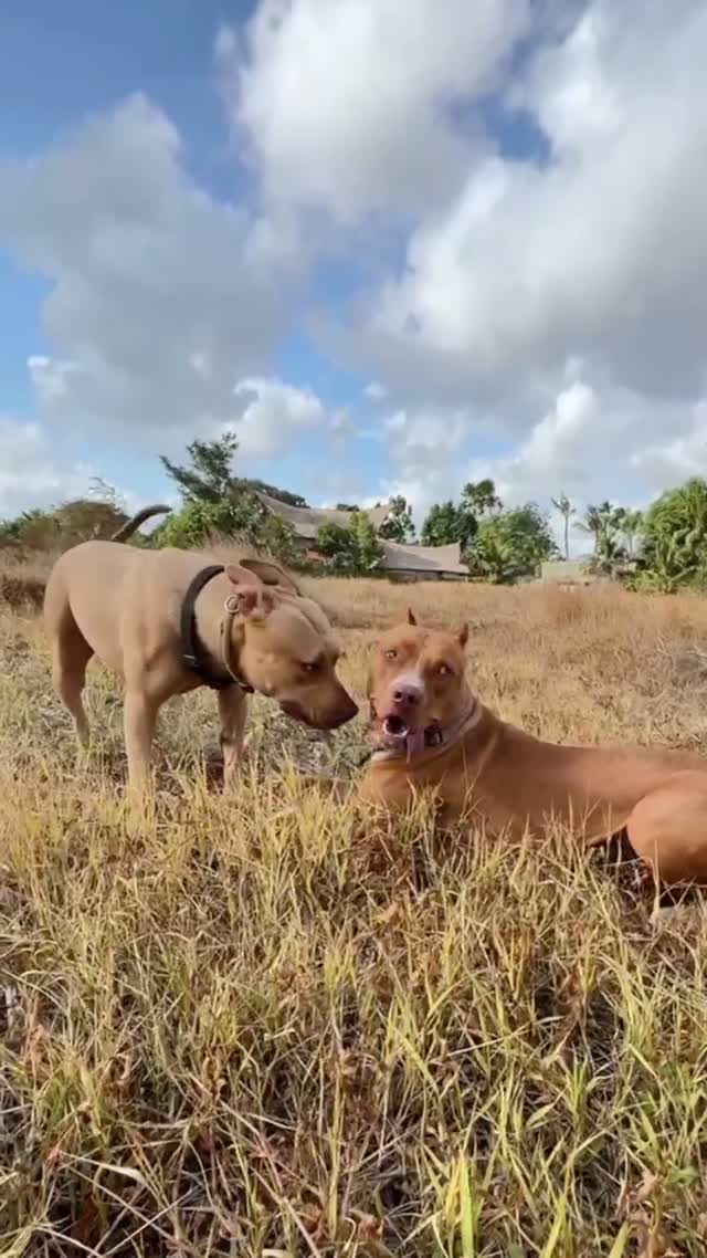 Reggie — The Boy what's surprising us everyday