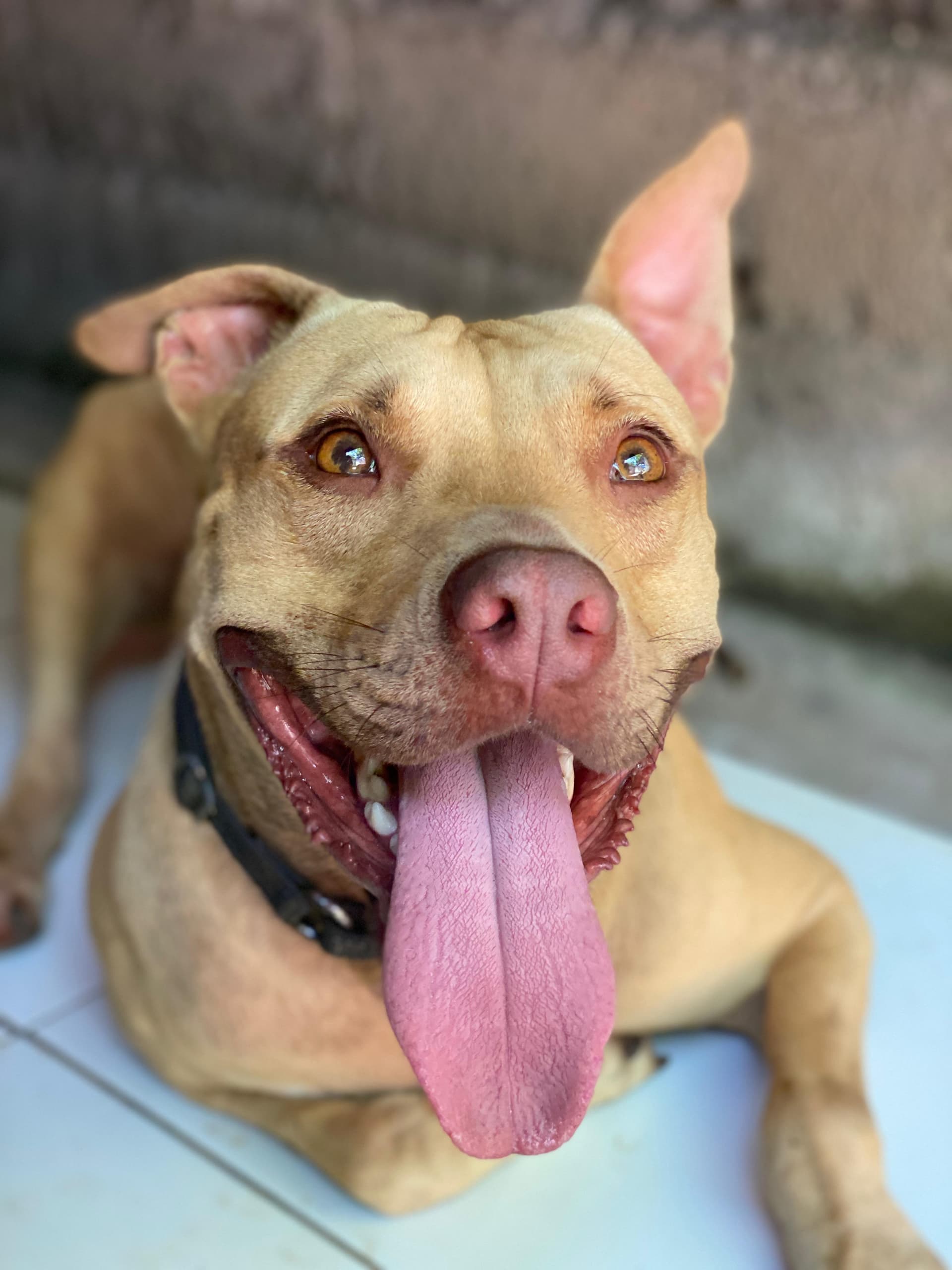 Reggie — From caged and abused to the happiest boy existing
