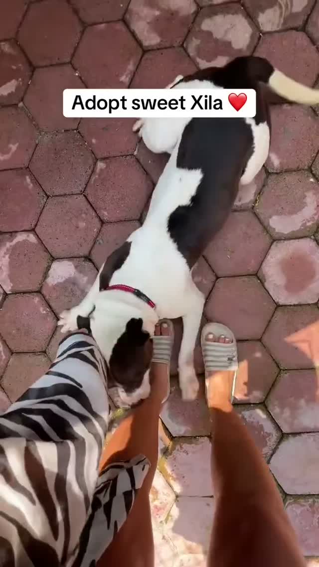 Xila — The girl who never stops wagging