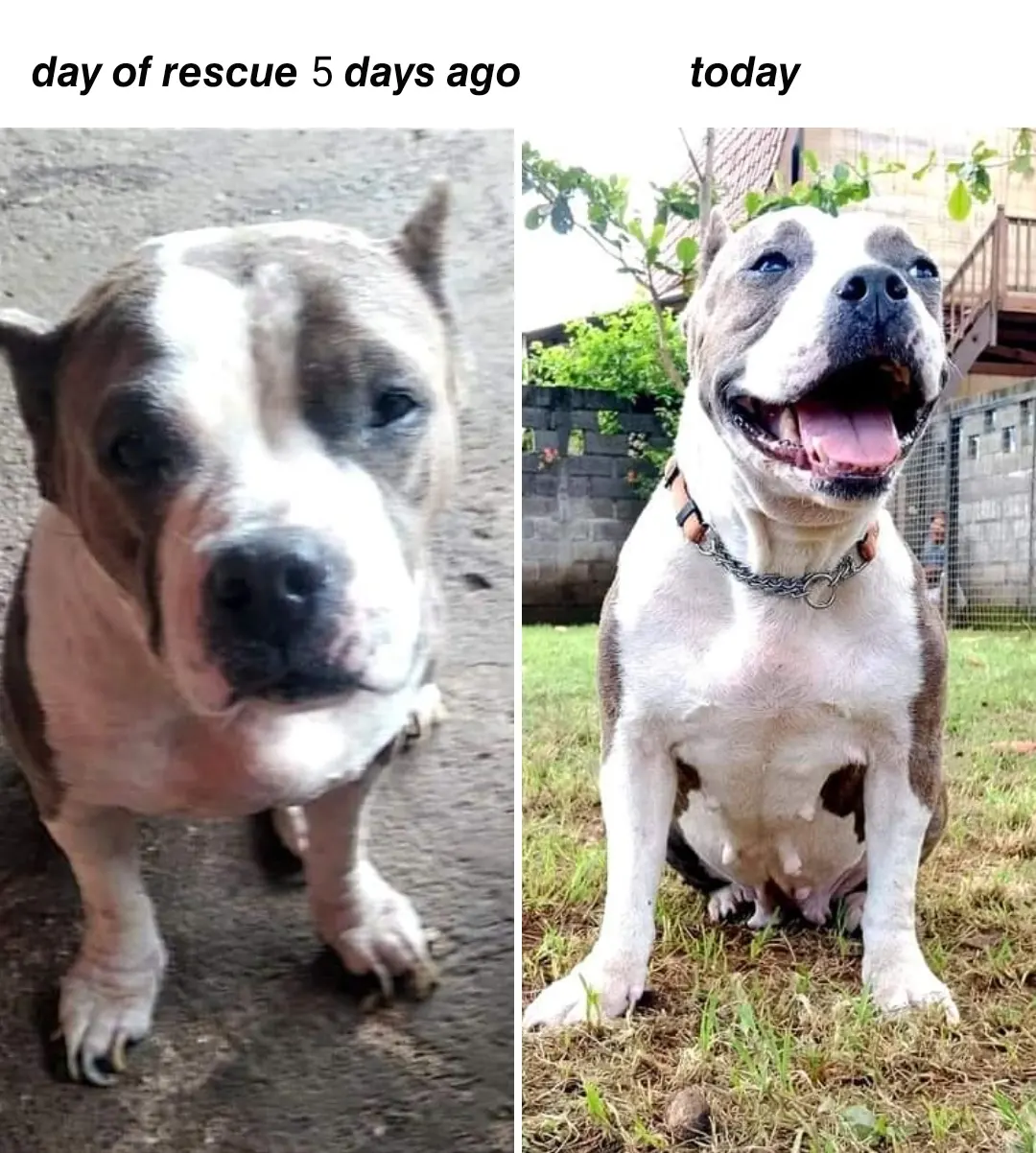 MONA ❤ — please help us and continue to report our old account balibullyrescue as hacke…