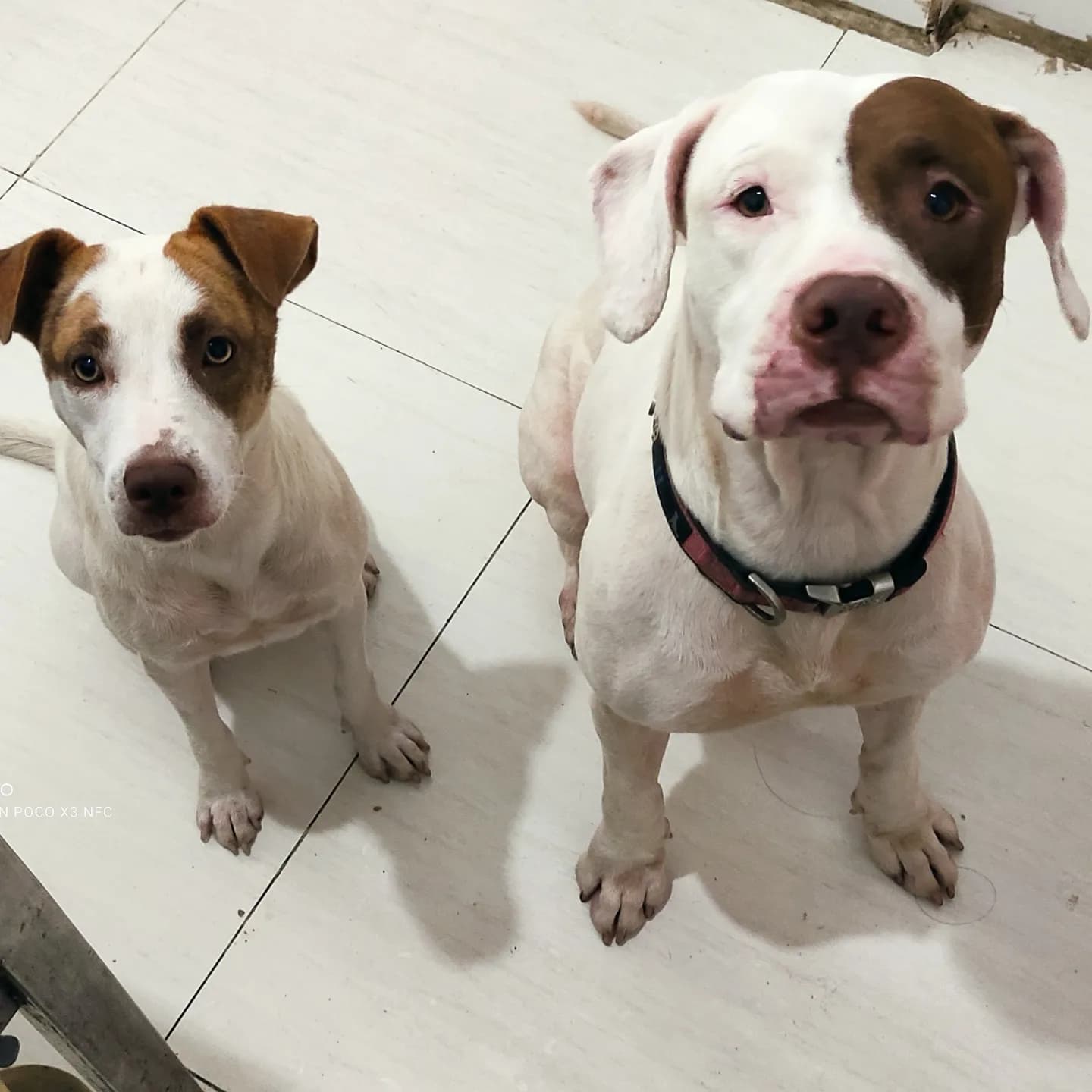 ❤ VICK & CHICHI ❤ Owner surrender