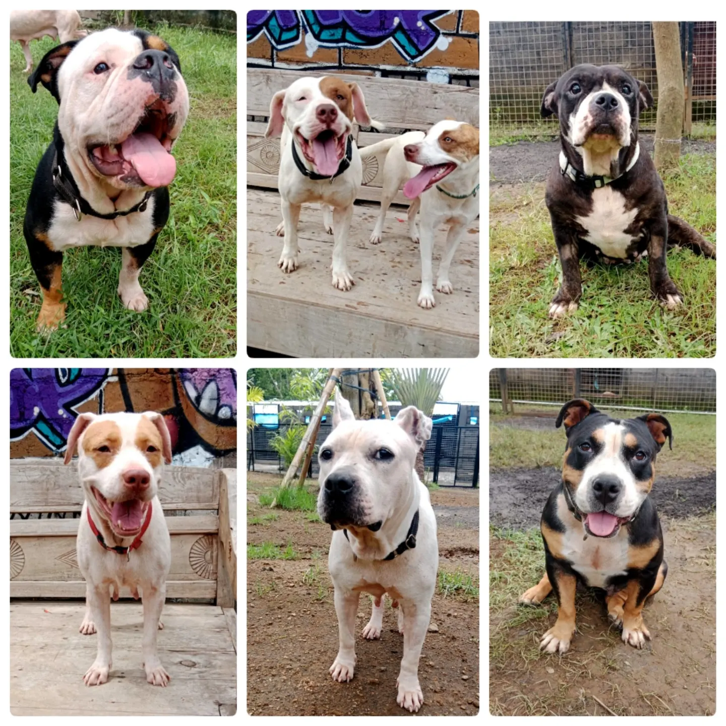 β€ ADOPT DON'T SHOP β€ β just look at our beautiful dogs at the rescue center π₯°