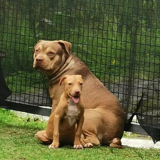 MILOU β€ β look at our beautiful lil girl, she is absolutely thriving at her foster home.