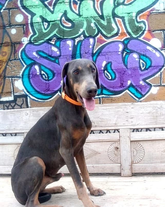 ADOPT THUNDER / prince β€