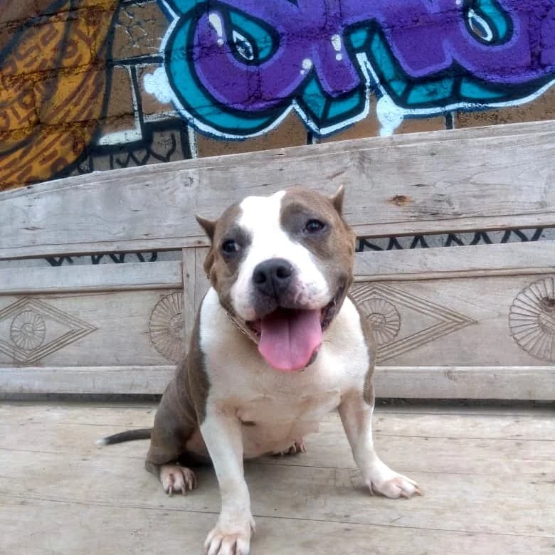 ADOPT MONA ❤ — our 2 years old superr sweet and affectionate Pocket Bully MONA is searc…