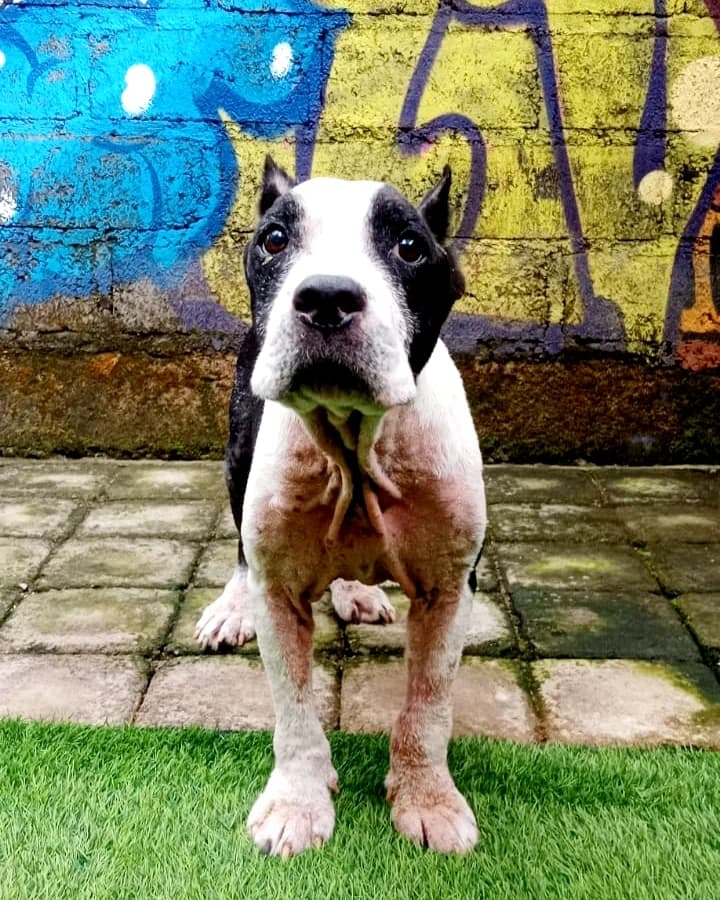 LOUIE β€