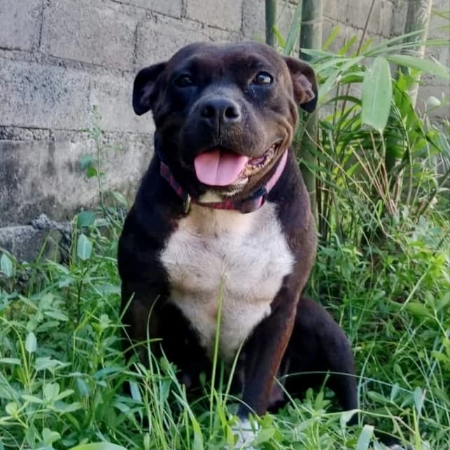 ADOPT MUFFIN β€